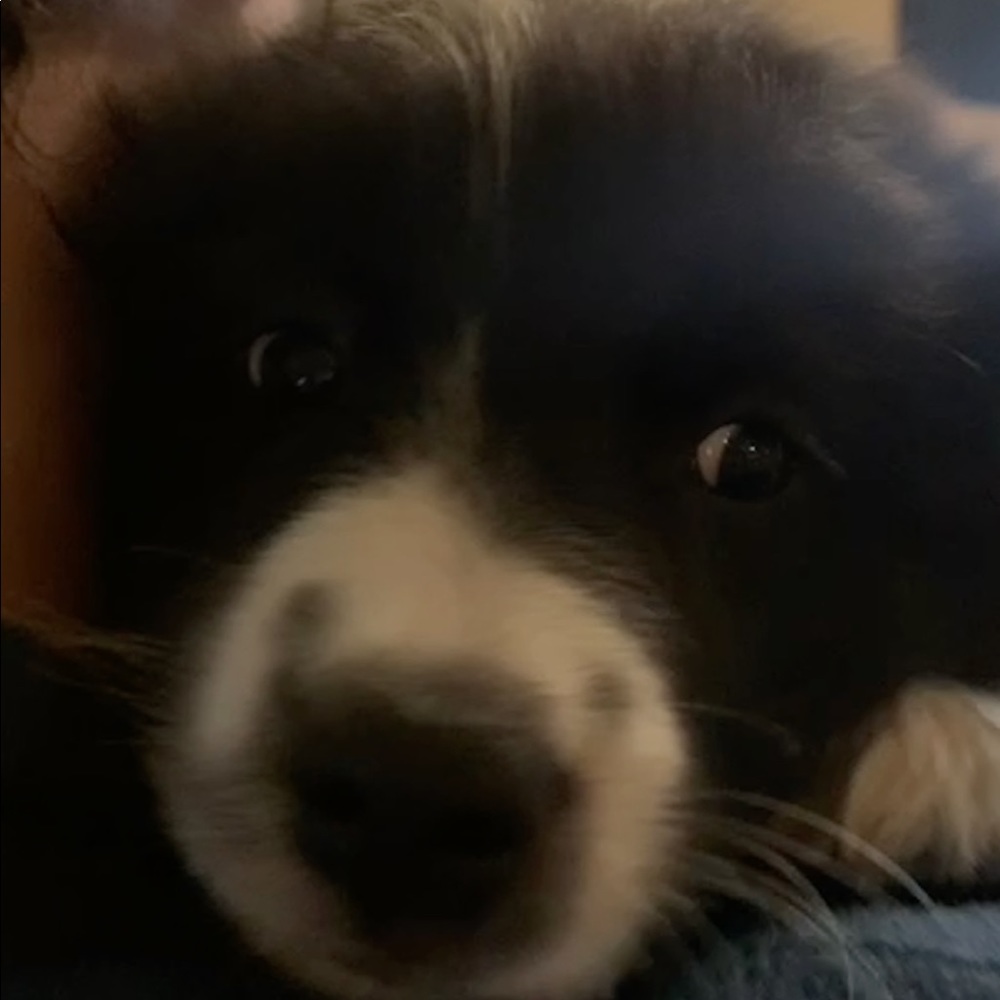 Meet your Posher, Emma